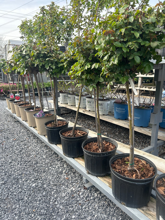 2G Petite Knock Out Rose Tree