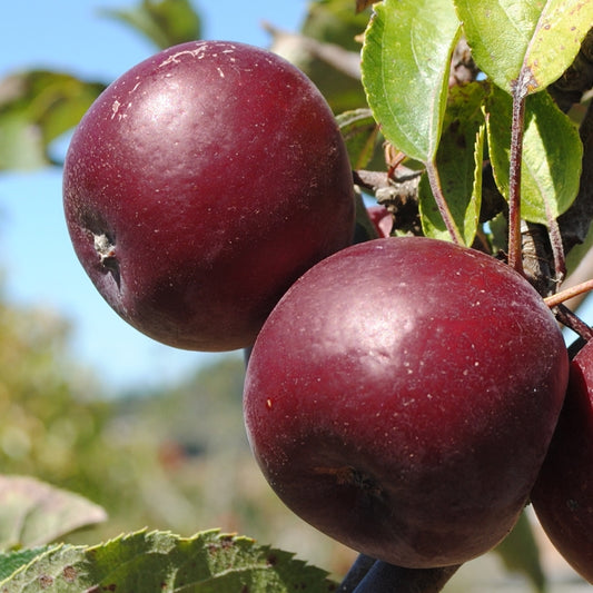 Arkansas Black Apple 5gal