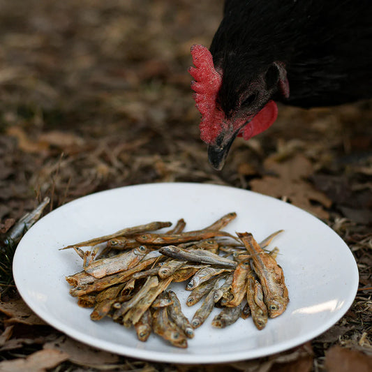 Happy Hen Fish Fest Dried Minnows