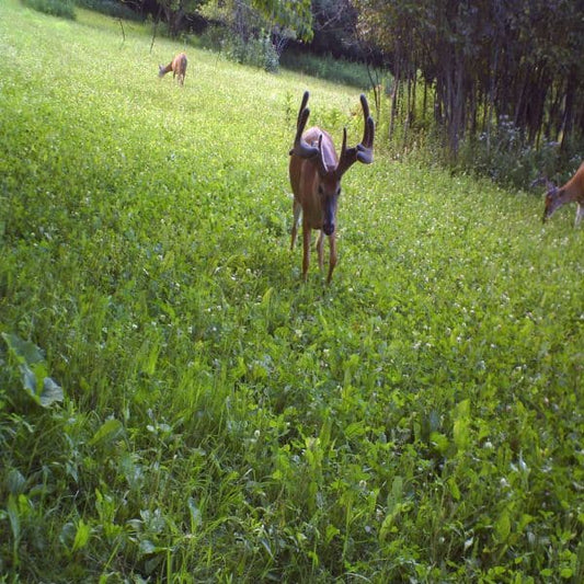 Antler King Trophy Clover Mix 3.5lb