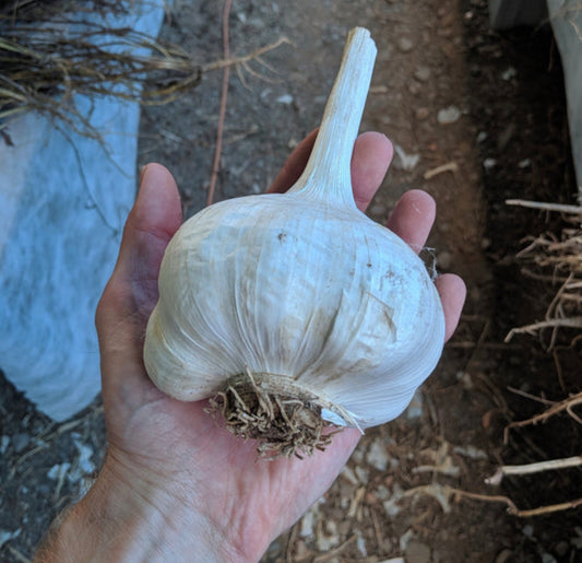 Elephant Garlic per Clove