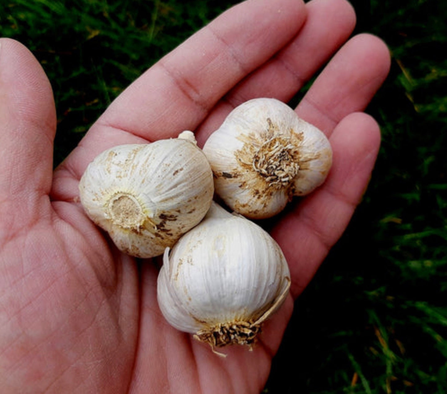 Garlic Bulb