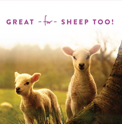 Goat Treats Licorice Flavor