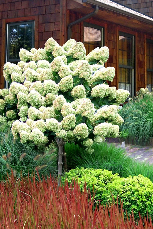Hydrangea Limelight Tree 5gal