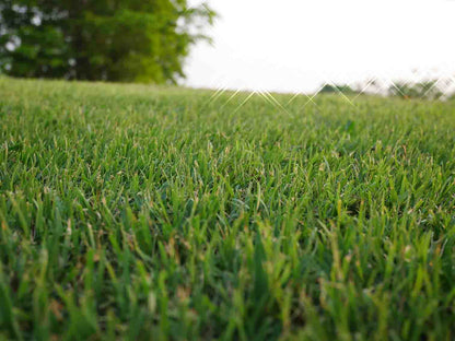Bermuda Grass Seed