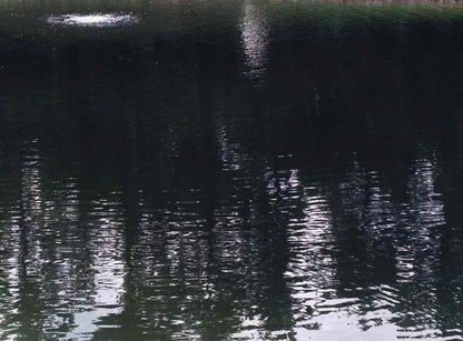 AquaVet Black Pond Dye