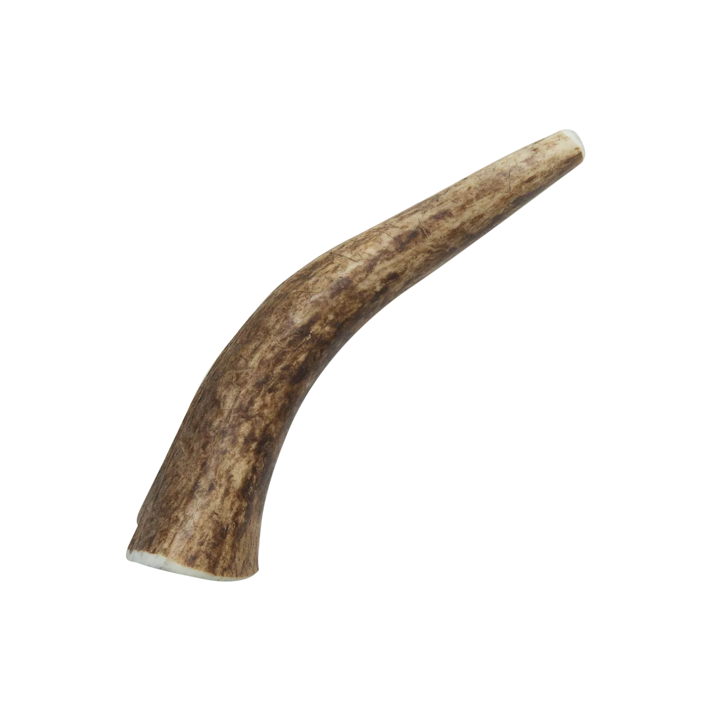 Small Elk Antler