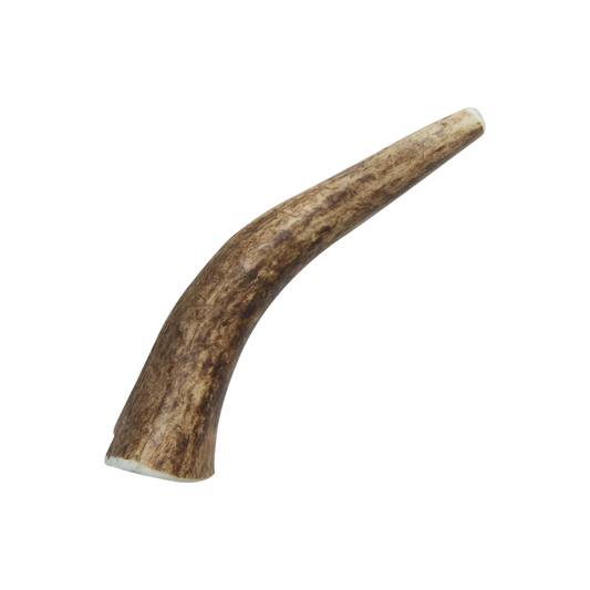Small Elk Antler