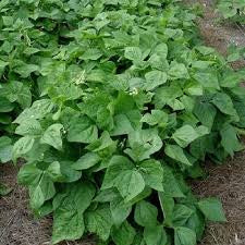 Kentucky Wonder Bush Bean
