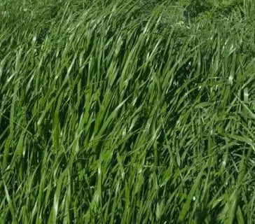 Marshal Rye Grass