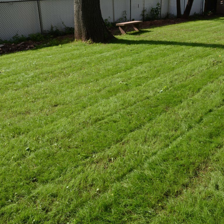 Creeping Red Fescue