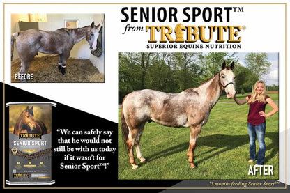 Tribute Senior Sport
