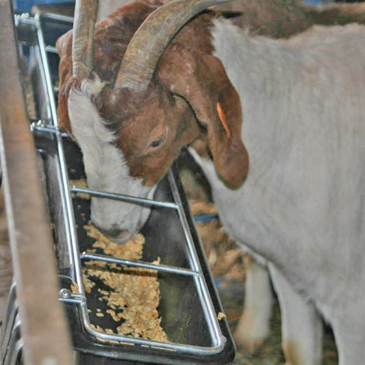 Hook Over Goat Trough