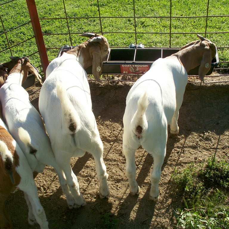 Hook Over Goat Trough