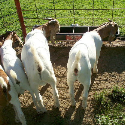 Hook Over Goat Trough