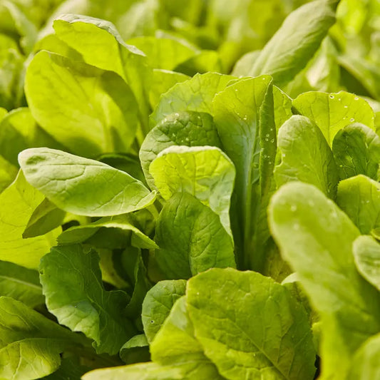 Tendergreen Mustard Seed