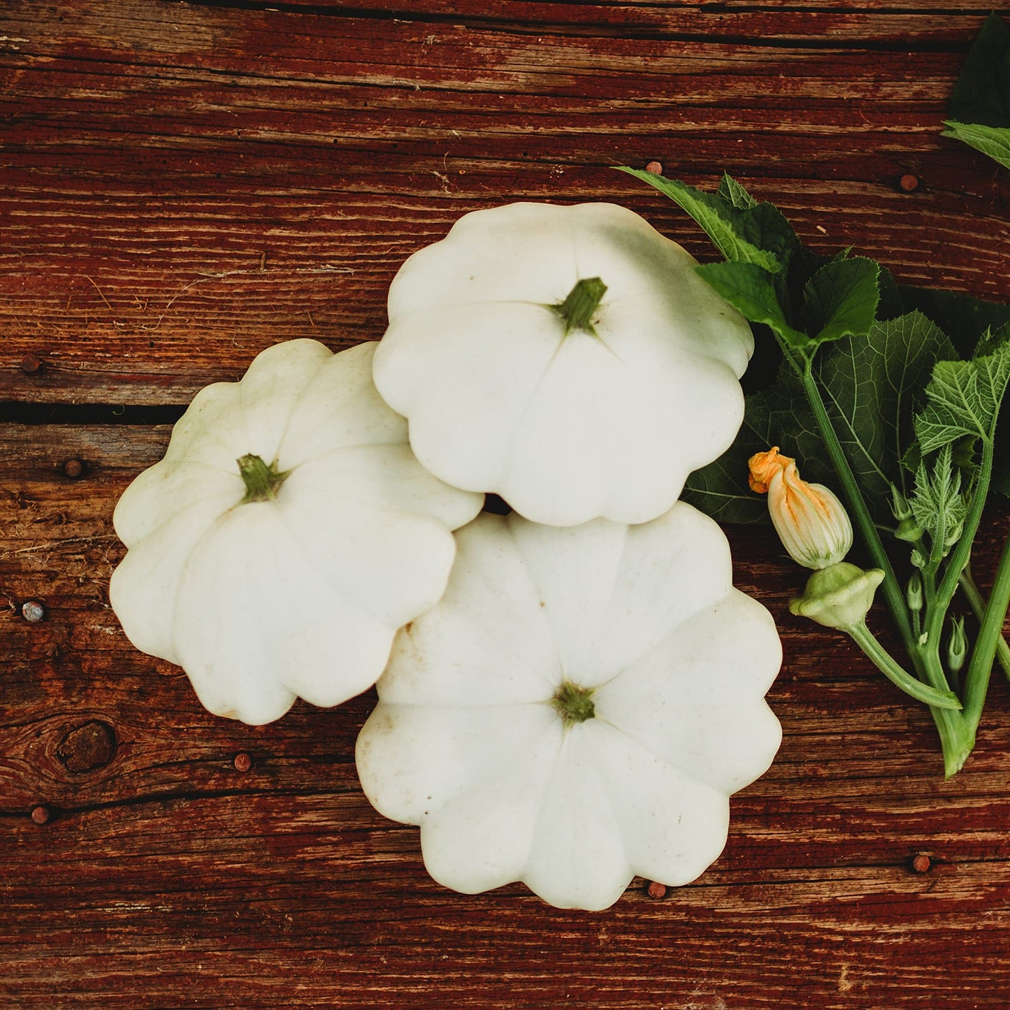 White Bush Squash Seed