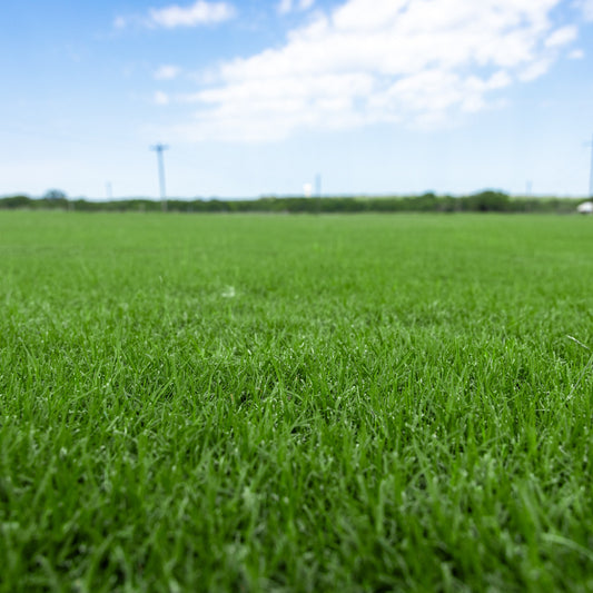 Turf Bermuda Seed 1lb