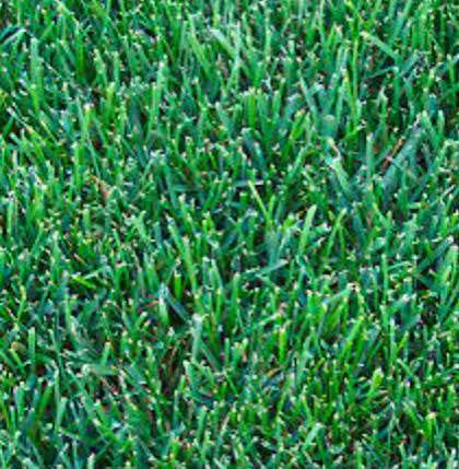 Kentucky Bluegrass Seed