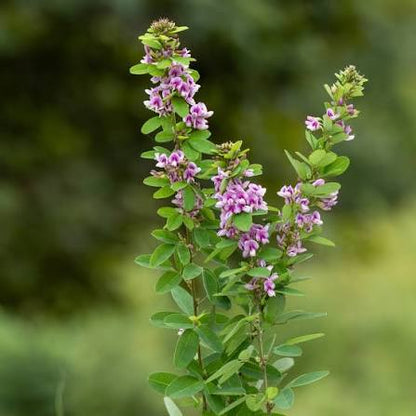 Lespedeza Seed