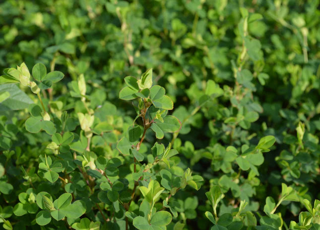 Lespedeza Seed