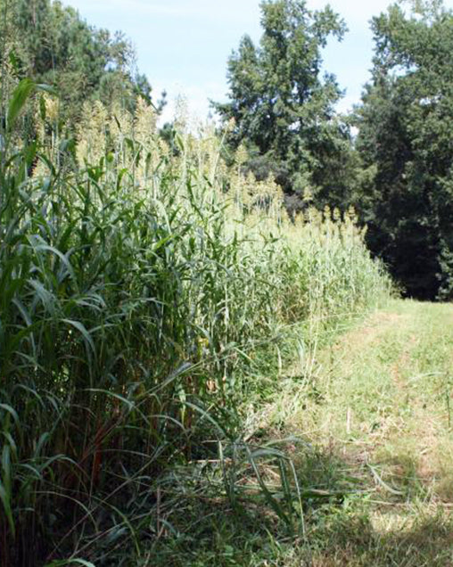 Egyptian Wheat 50lb