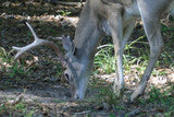Imperial Whitetail 30-06 Mineral Vitamin Supplement