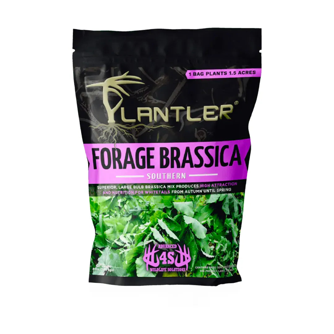 Planter Southern Forage Brassica
