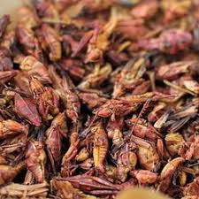 Fickle Fowl Dried Crickets