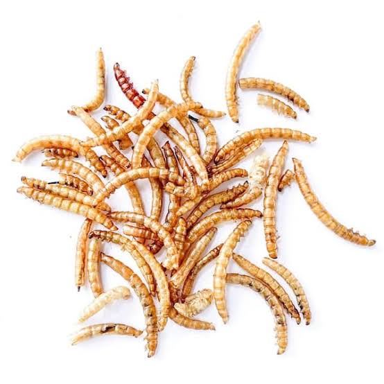 Flock Fest Mealworms 10oz