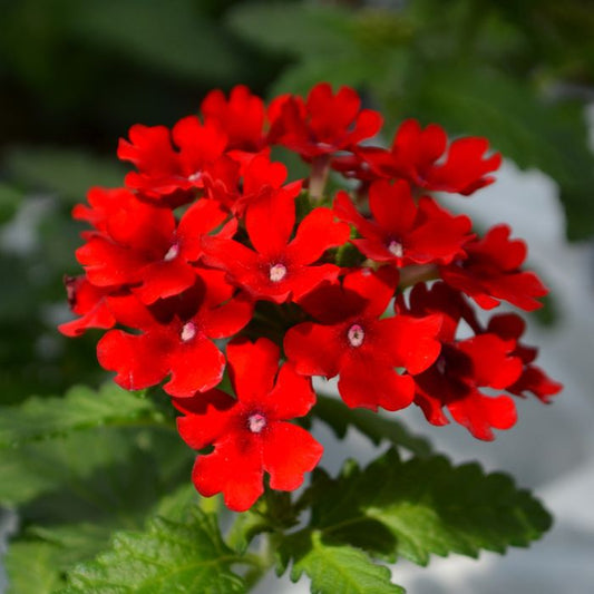 Verbena 6.5”