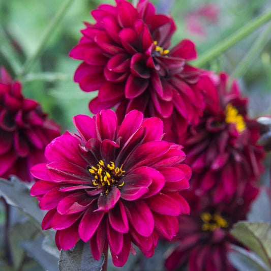 7.5” Dahlia City Lights Purple