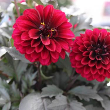 7.5” Dahlia City Lights Red