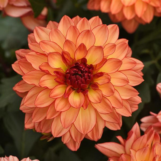 7.5” Dahlia Venti Mango