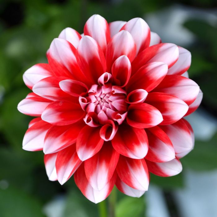 7.5” Dahlia Venti Red + White