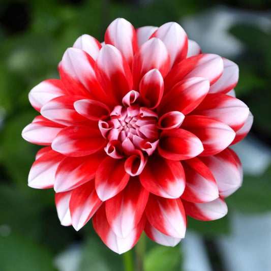 7.5” Dahlia Venti Red + White