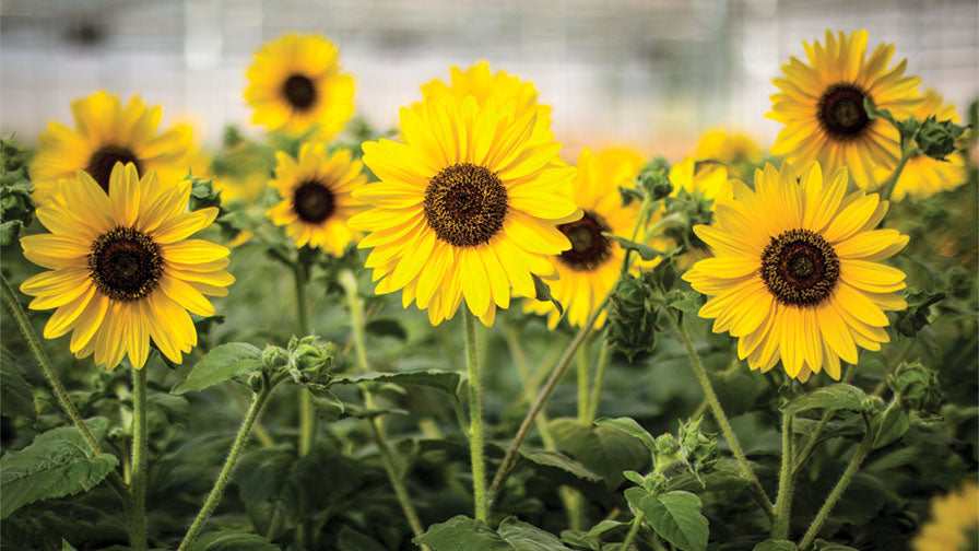 7.5” Sunflower