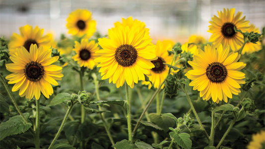 7.5” Sunflower