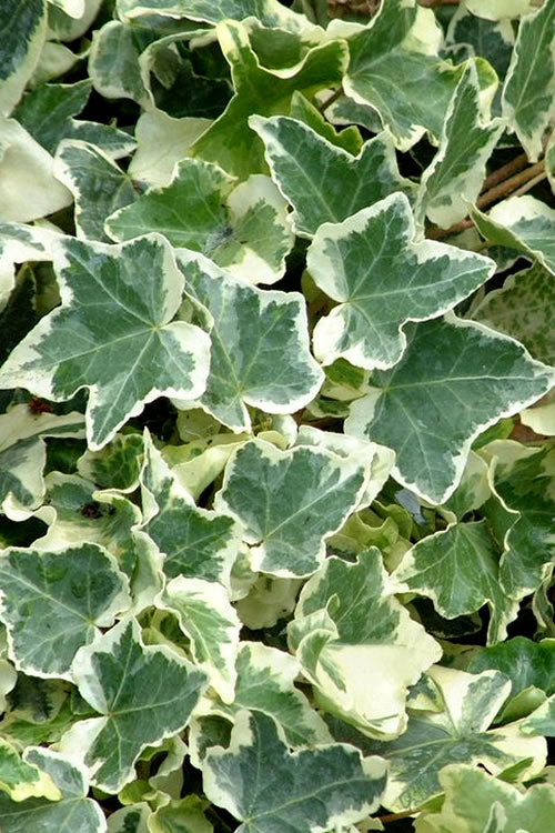 Hedera Variegated Ivy