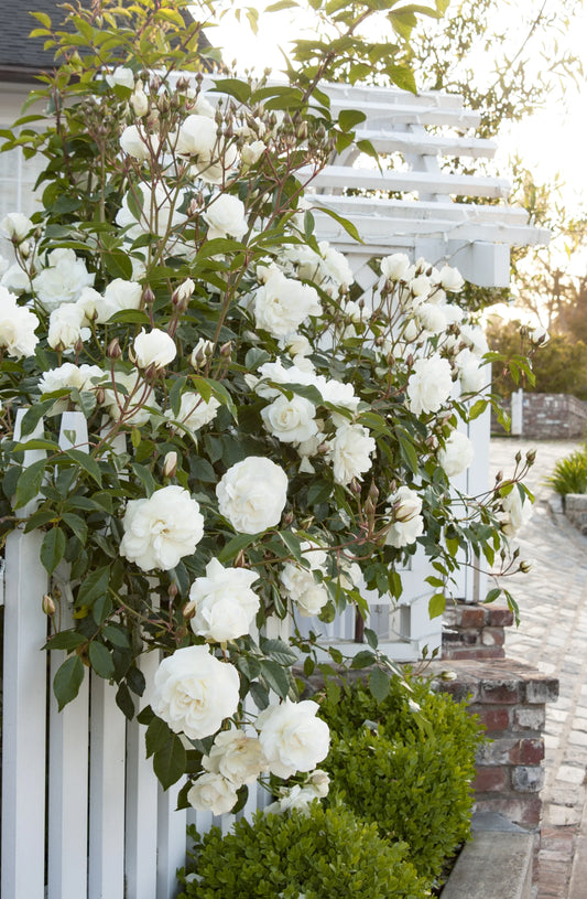 3 Gallon Iceberg Rose