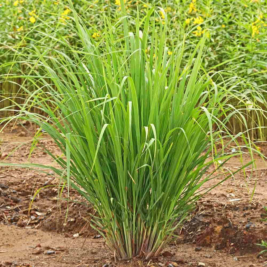 Cymbopogon Lemongrass
