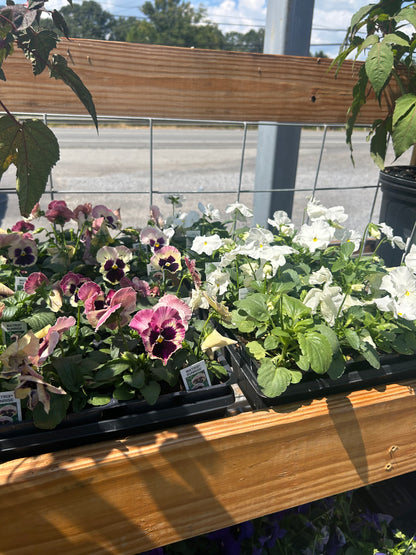 Pansy 4 Pack