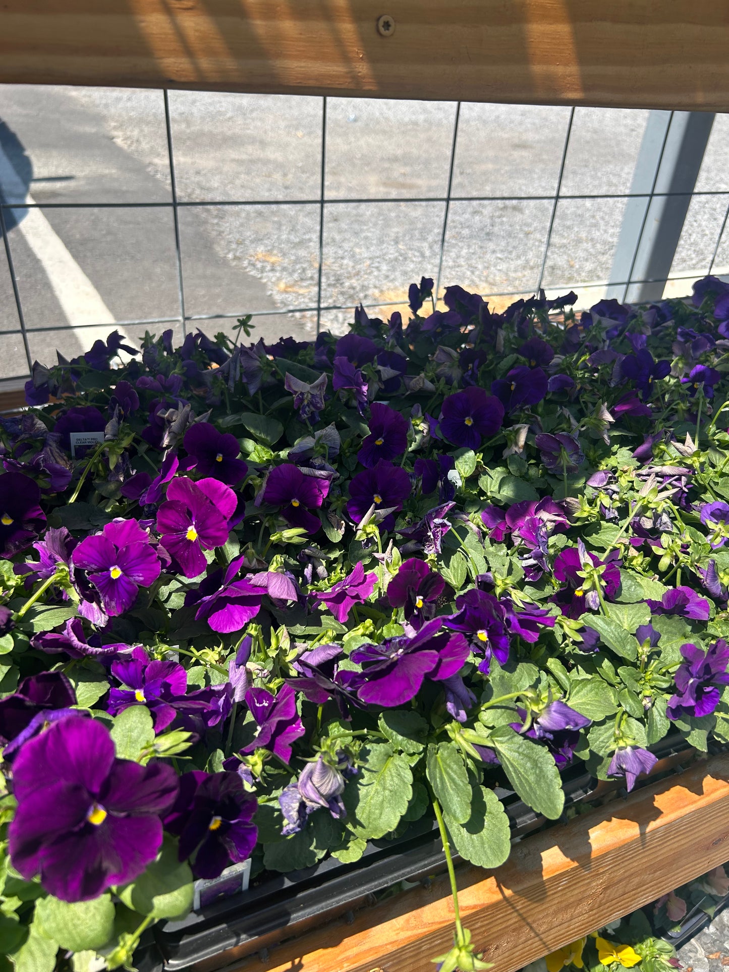 Pansy 4 Pack