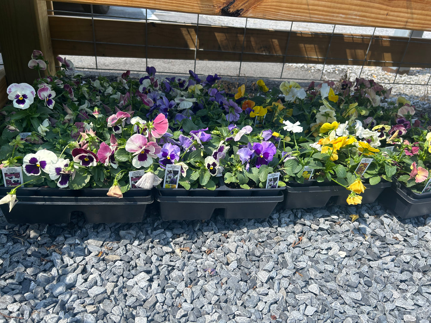 Pansy 4 Pack