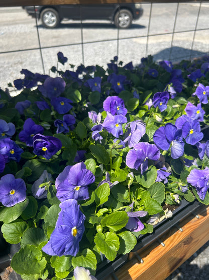 Pansy 4 Pack
