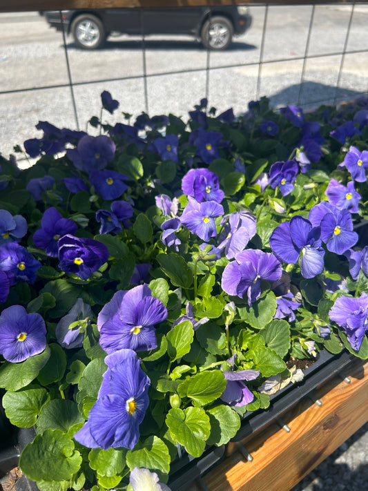 Pansy 4 Pack