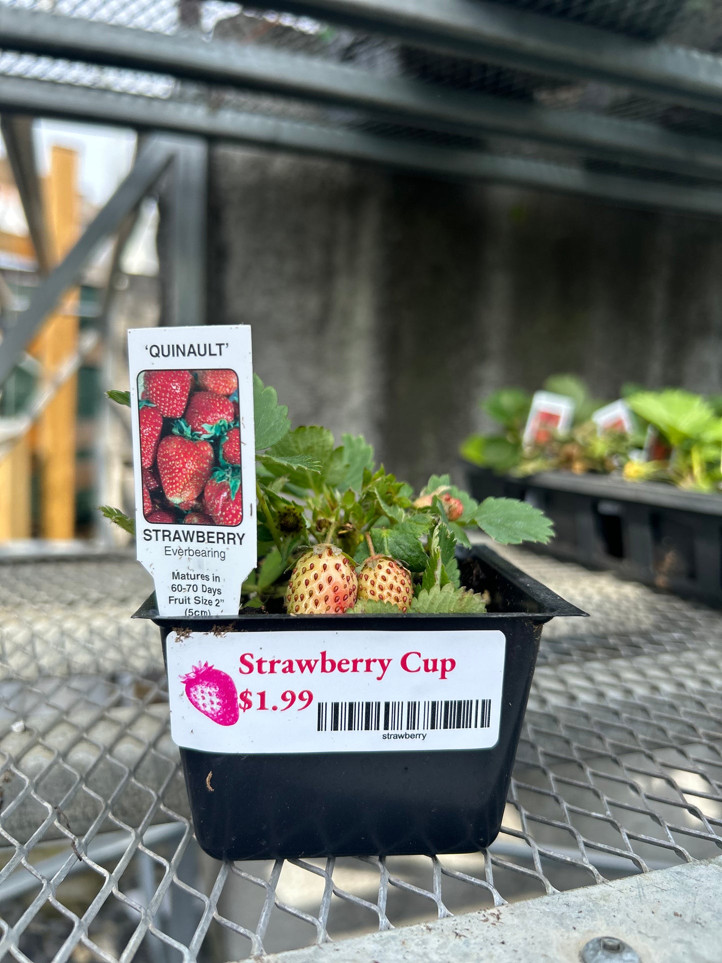 Strawberry Cup