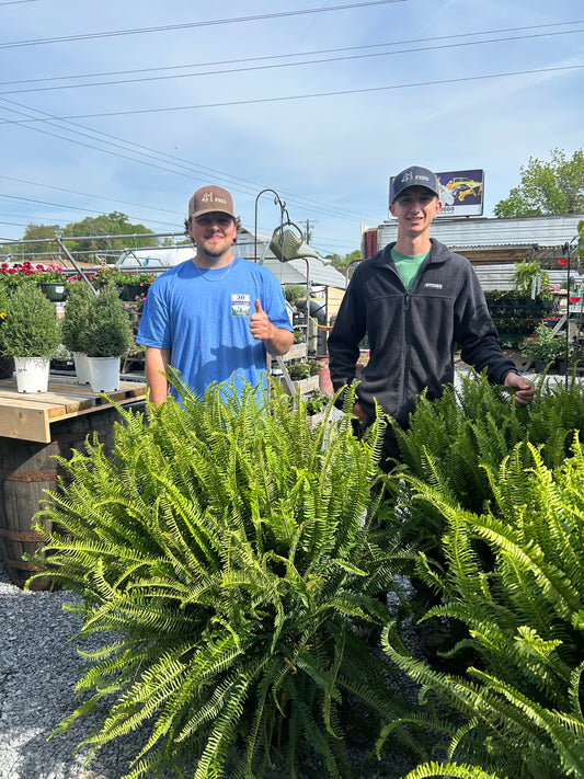 Massive Kimberly Fern
