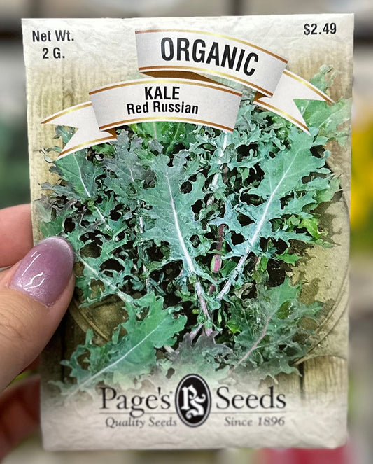 Col rizada roja rusa orgánica