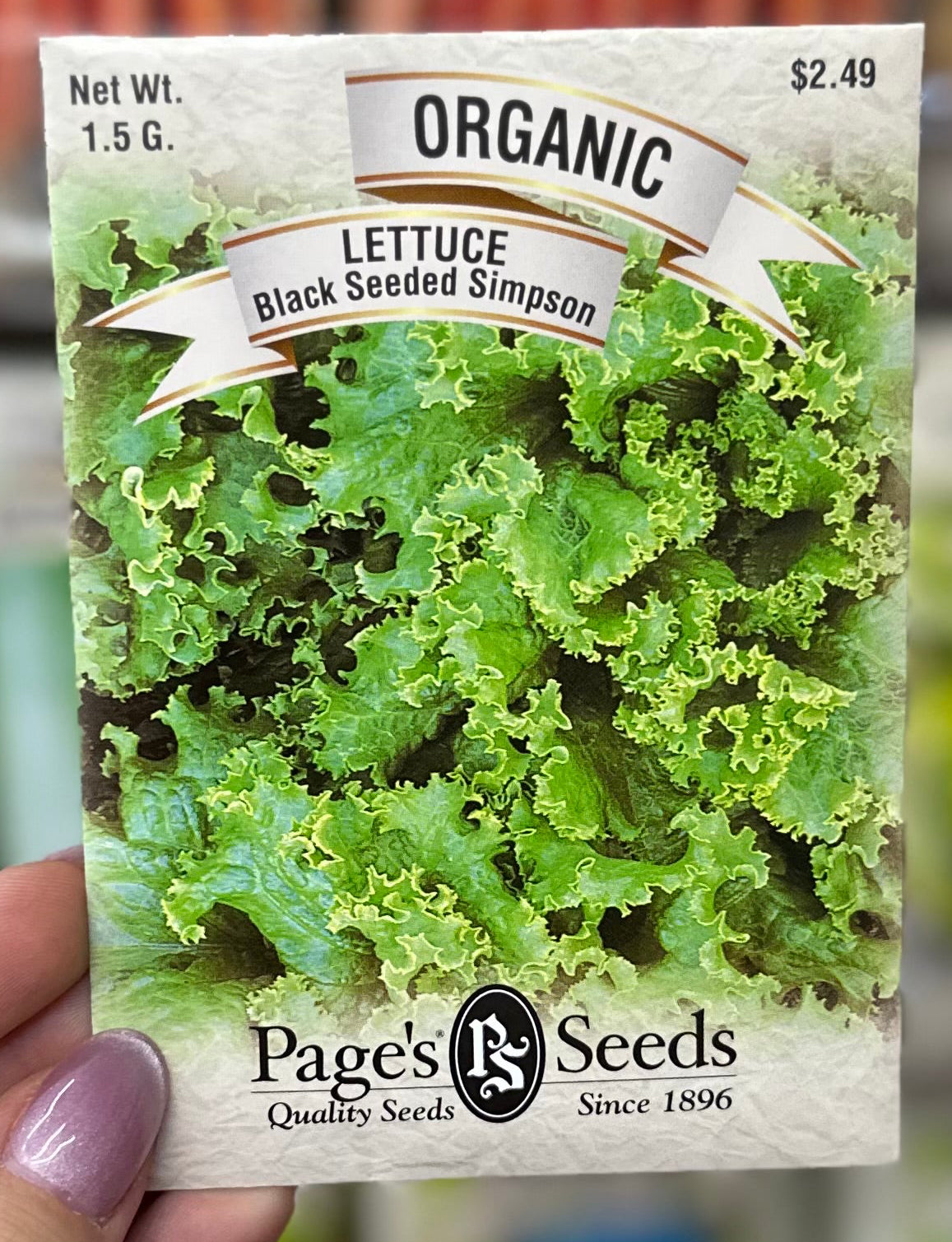 Organic Black Seeded Simpson Lettuce